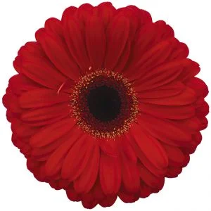 Gerbera Red Darling (Dark Center)