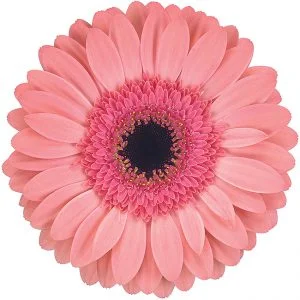 Gerbera Pink-Light Debut (Dark Center)