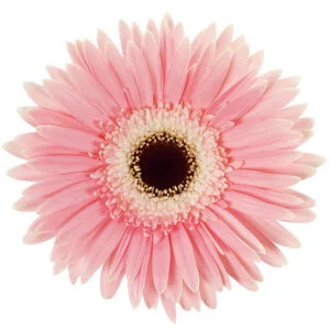 Gerbera Pink-Light Diablo (Dark Center)
