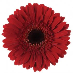 Gerbera Red Dynamic (Dark Center)