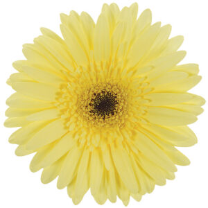 Gerbera Cream Endura (Dark Center)