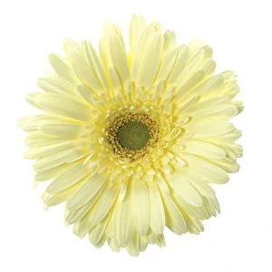 Gerbera Cream Enjoy (Light Center)