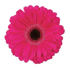 Gerbera Pink-Hot Explorer (Dark Center)