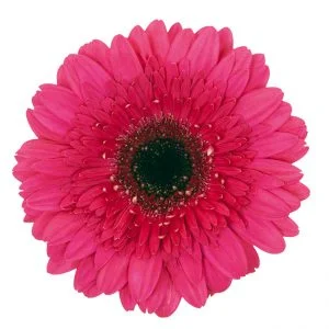 Gerbera Pink-Hot Farao (Dark Center)