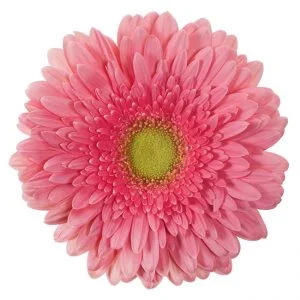 Gerbera Pink Figaro (Light Center)