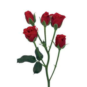Roses Spray Red Fire King Folies