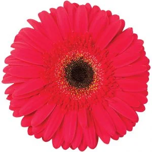 Gerbera Red Five Star (Dark Center)