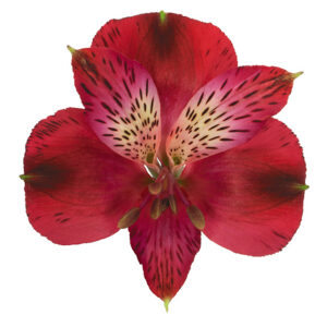 Alstroemeria Red Garnet