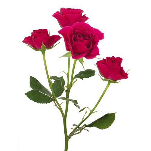 Roses Spray Pink-Hot Gem Star - DVFlora Wholesale Flowers