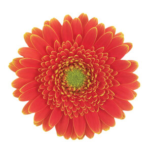 Gerbera Mini Orange Goldy (Light Center)
