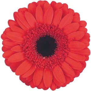 Gerbera Red Hamptons (Dark Center)
