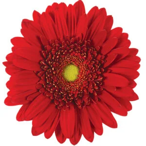 Gerbera Red Highlight (Light Center)