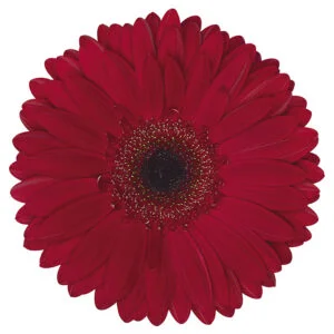 Gerbera Burgundy Humberto (Dark Center)