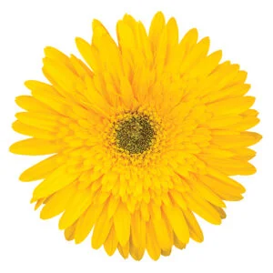 Gerbera Yellow Kayak (Dark Center)