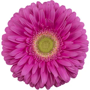 Gerbera Pink-Hot Kensi (Light Center)