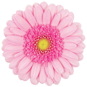 Gerbera Mini Pink Kimsey (Light Center)