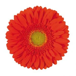 Gerbera Orange Kingsley (Light Center)