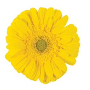 Gerbera Yellow Limoncello (Light Center)