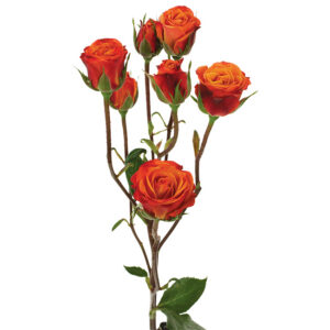 Roses Spray Orange Mambo