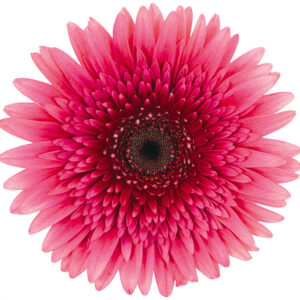 Gerbera Pink-Hot Mariatta (Dark Center)