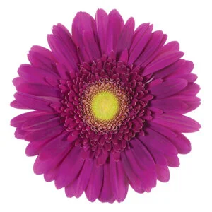 Gerbera Pink-Hot Marimba (Light Center)
