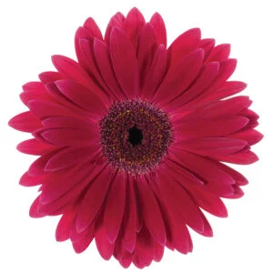 Gerbera Pink-Hot Monetta (Dark Center)