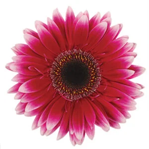 Gerbera Pink-Hot Nuance (Dark Center)