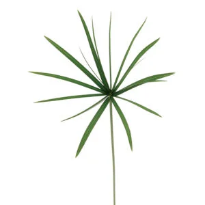 Papyrus Umbrella