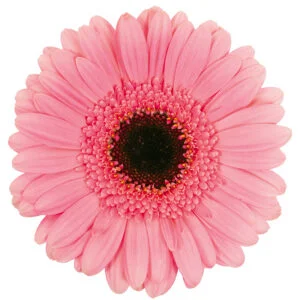 Gerbera Mini Pink-Light Petticoat (Dark Center)