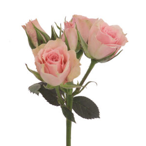 Roses Spray Pink Classic Lydia