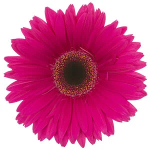 Gerbera Pink-Hot Pizazz (Dark Center)