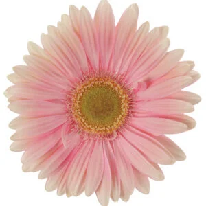 Gerbera Pink-Light Plot (Light Center)