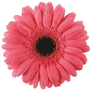 Gerbera Pink Pre-Intenzz (Dark Center)