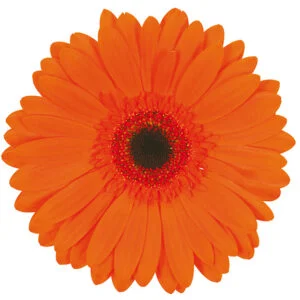 Gerbera Orange Prestige (Dark Center)
