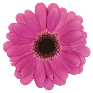 Gerbera Mini Pink-Hot Rapido (Dark Center)