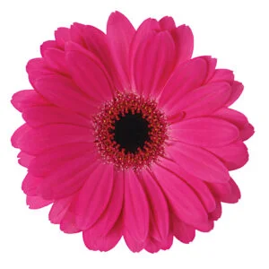 Gerbera Pink-Hot Rich (Dark Center)