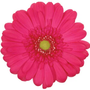 Gerbera Pink-Hot Rihanna (Light Center)