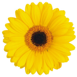 Gerbera Mini Yellow Sailor (Dark Center)