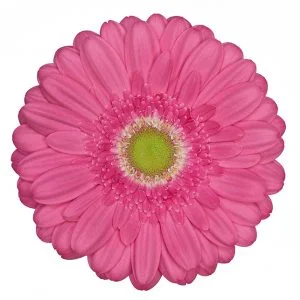 Gerbera Pink-Hot Samara (Light Center)