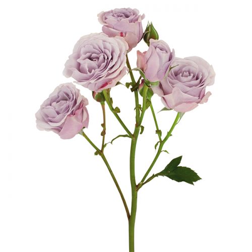 Roses Spray Lavender Silver Mikado - DVFlora Wholesale Flowers