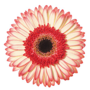 Gerbera Red/White Sorbet (Dark Center)