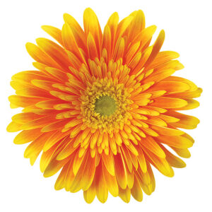 Gerbera Orange Souvenir (Light Center)