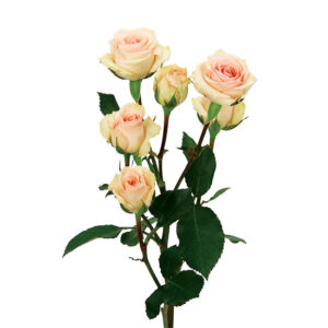 Roses Spray Pink-Light Star Blush
