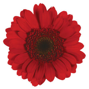 Gerbera Mini Red Suri (Dark Center)