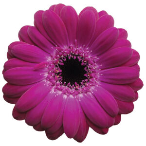 Gerbera Mini Purple Terra Saffier (Dark Center)