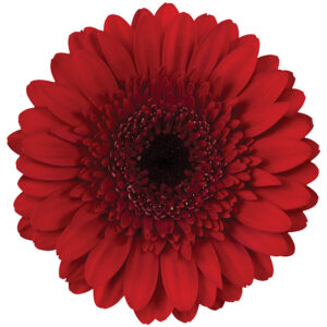 Gerbera Mini Red Velluto (Dark Center)