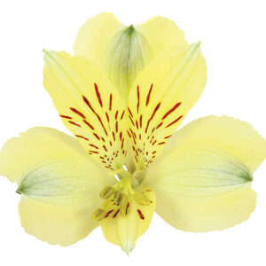 Alstroemeria Yellow Voyager