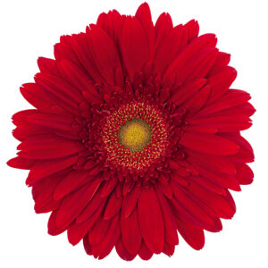 Gerbera Red Winsor (Light Center)