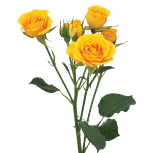Roses Spray Yellow Yellow Babe