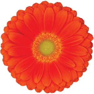 Gerbera Orange Zodiac (Light Center)
